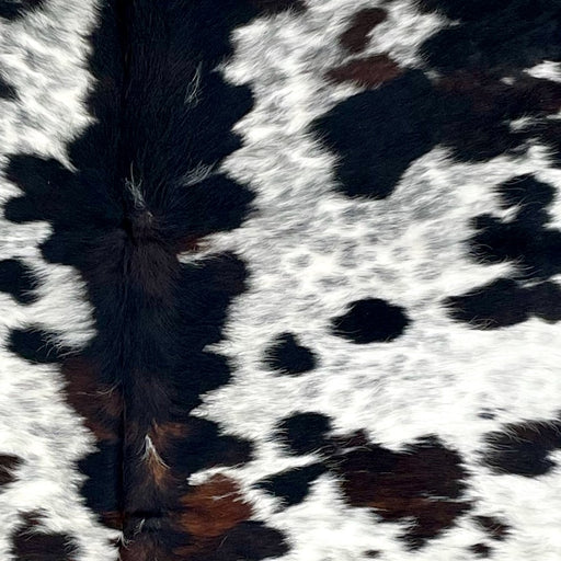 Closeup of this Large Colombian Speckled Tricolor Cowhide, showing white with faint black speckles, large and small, black spots, and some dark brown spots down the spine and on the shoulder (COTR1314)