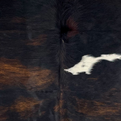 Closeup of this Large Colombian Dark Tricolor Cowhide, showing a black and brown, brindle pattern, and a small, white spot that has black speckles, and long hair down the spine, in the middle of the shoulder (COTR1320)