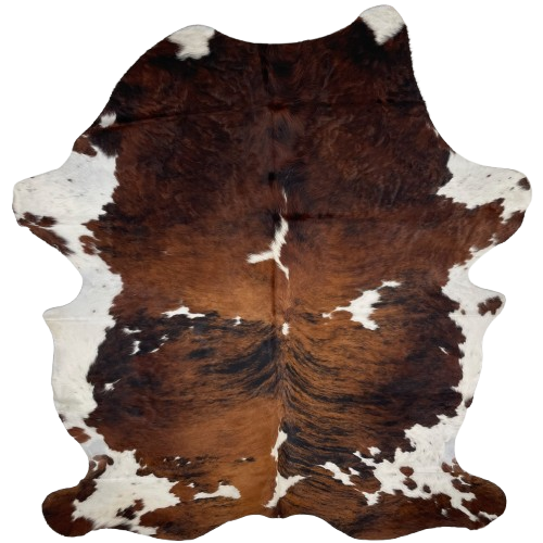 Large Colombian Tricolor Cowhide: has a brown and black, brindle pattern, with small and large, white spots, some having black speckles, and white on the belly - 7'6" x 5'8" (COTR1322)