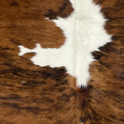 Closeup of this Large Colombian Tricolor Cowhide, showing a brown and black, brindle pattern, and a large, white spot  in the middle of the back (COTR1323)