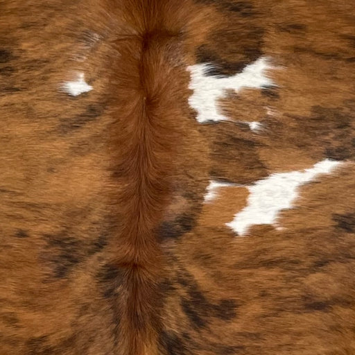 Closeup of this Colombian Tricolor Cowhide, showing a brown and black, brindle pattern, with a few white spots, and reddish brown, longer hair, down part of the spine  (COTR1326)