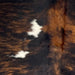 Closeup of this Colombian Tricolor Cowhide, showing a black and brown, brindle pattern, with a few small, white spots COTR1341)