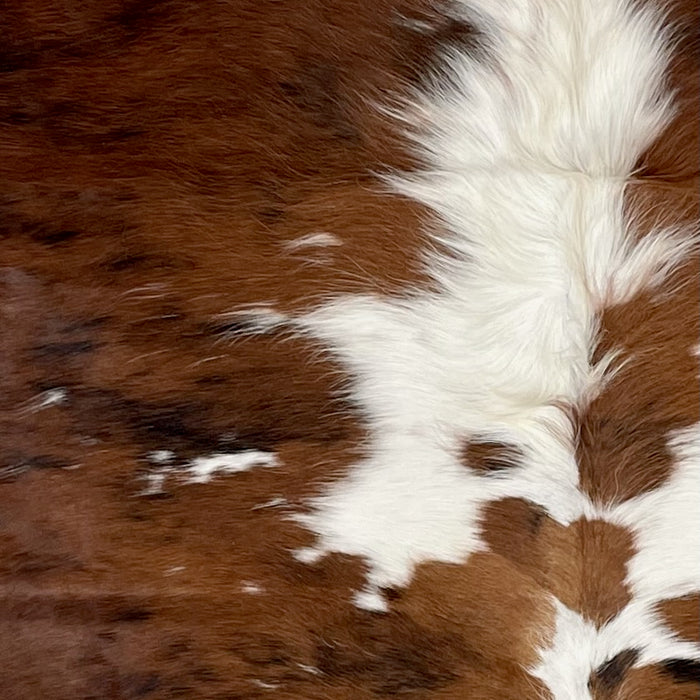 Closeup of this Colombian Tricolor Cowhide, showing a brown and black, brindle pattern, with small and large, white spots, and long hair down the middle of the shoulder  (COTR1374)