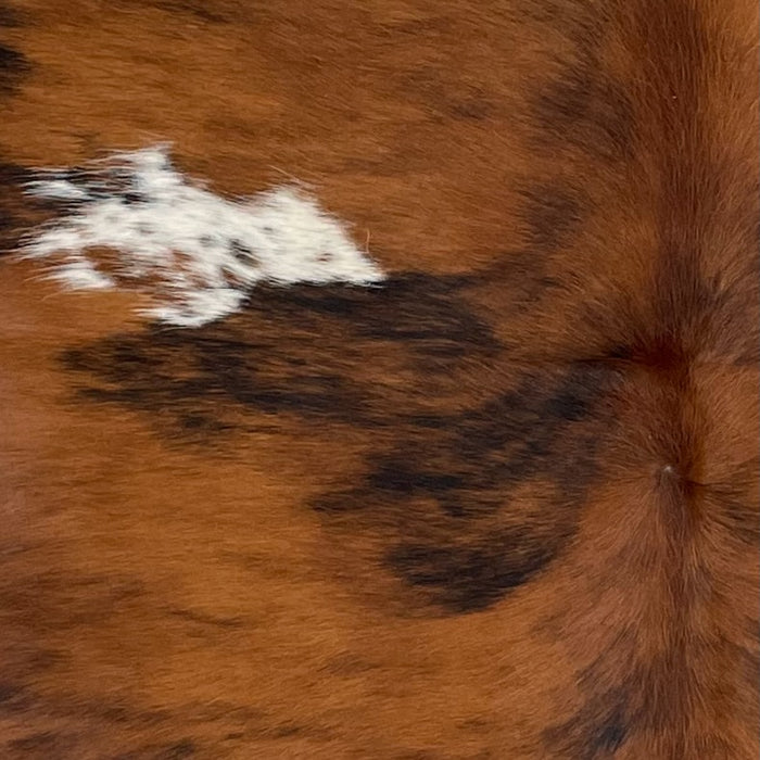 Closeup of this Colombian Tricolor Cowhide, showing a reddish brown and black, brindle pattern and a small, white spot with reddish brown and black speckles (COTR1384)