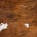 Closeup of this Colombian Tricolor Cowhide, showing reddish brown, with some black, brindle markings, a couple small, white spots on the back (COTR1388)