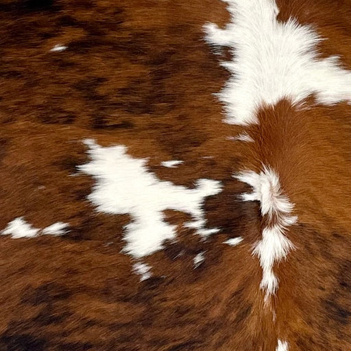 Closeup of this Large Tricolor Colombian Cowhide, showing a reddish brown and black, brindle pattern, and large and small, white spots (COTR1392)