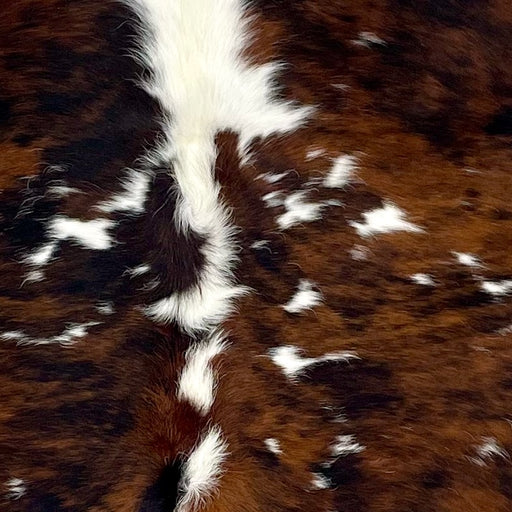 Closeup of this Tricolor Colombian Cowhide, showing a reddish brown and black, brindle pattern, with small white spots and white on the spine (COTR1393)