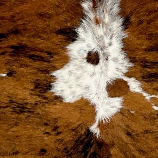 Closeup of this Colombian Tricolor Cowhide, showing a brown and black, brindle pattern down both side, and a white spot that has brown and black speckles (COTR1395)
