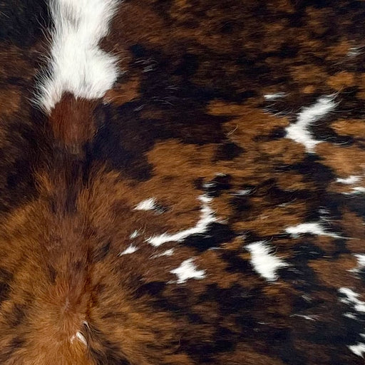 Closeup of this Large Colombian Tricolor Cowhide, showing a brown and black, brindle pattern and small white spots, some having faint, black speckles (COTR1397)