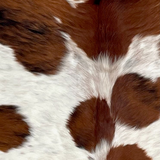 Closeup of this Large Speckled Tricolor Colombian Cowhide. showing off-white with reddish brown speckles, and large and small reddish brown spots, some having black, brindle markings  (COTR1424)