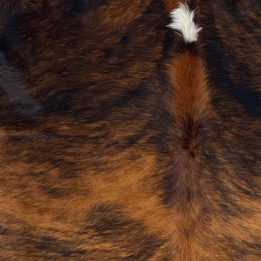 Closeup of this Colombian Tricolor Cowhide, showing a reddish brown and black, brindle pattern, with a small white spot on the shoulder (COTR1425)