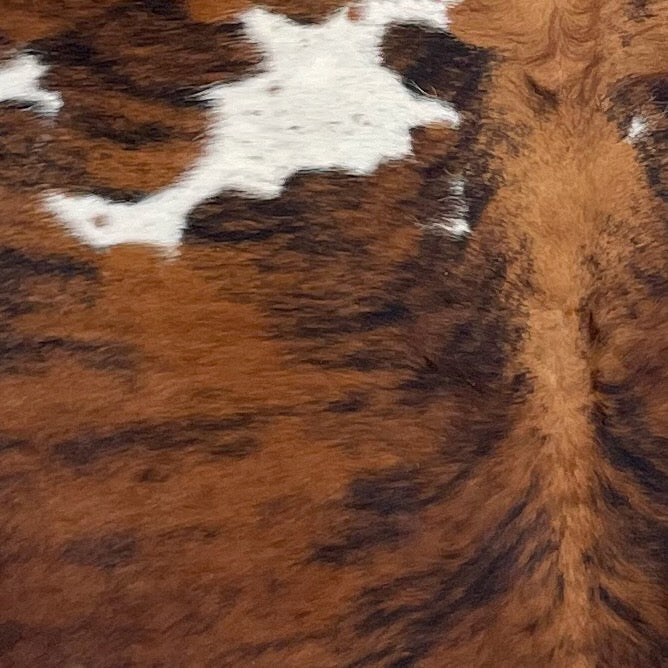 Closeup of this Large Colombian Tricolor Cowhide, showing a reddish brown and black, brindle pattern, and white spots that have black and brown speckles (COTR1427)