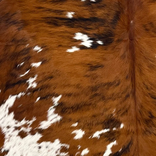 Closeup of this Colombian Tricolor Cowhide, showing a red brown and black, brindle pattern with a few small white spots, and large and small, white spots that have red brown and black speckles (COTR1430)
