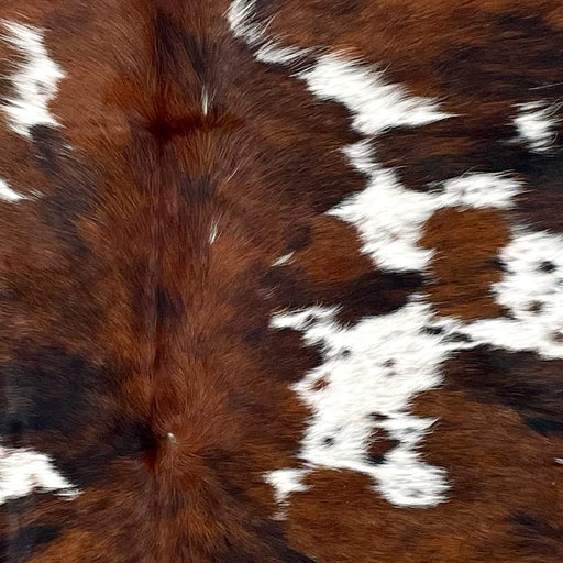 Closeup of this Colombian Tricolor Cowhide, showing a brown and black, brindle pattern, and large and small, white spots that have brown and black speckles and spots (COTR1431)