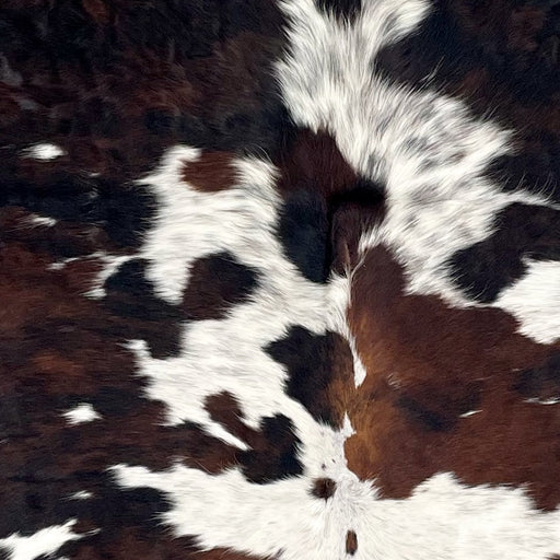 Closeup of this Large Colombian Tricolor Cowhide, showing white with faint, black speckles, and large and small spots that have a mix of black and dark brown (COTR1432)