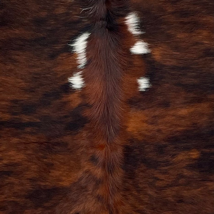 Closeup of this Colombian Tricolor Cowhide, showing a red brown and black, brindle pattern, with a few small, white spots down the middle of the shoulder (COTR1446)