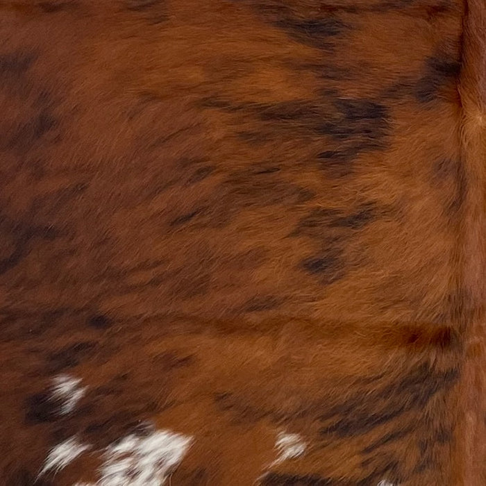 Closeup of this Colombian Tricolor Cowhide, showing a red brown and black, brindle pattern, and a few small, white spots on the lower back and butt  (COTR1450)