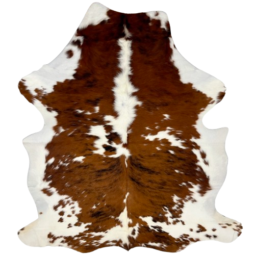 Colombian Tricolor Cowhide: white with large and small spots that have a reddish brown and black, brindle pattern, and longer hair down the middle of the shoulder - 6'10" x 5'2" (COTR1451)