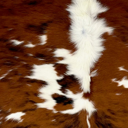 Closeup of this Colombian Tricolor Cowhide, showing white with large and small spots that have a reddish brown and black, brindle pattern, and longer hair down the middle of the shoulder (COTR1451)