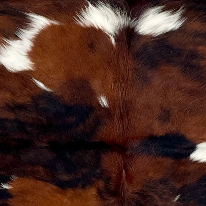 Closeup of this Colombian Tricolor Cowhide, showing a reddish brown and black, brindle pattern, and larger and small, white spots  (COTR1458)