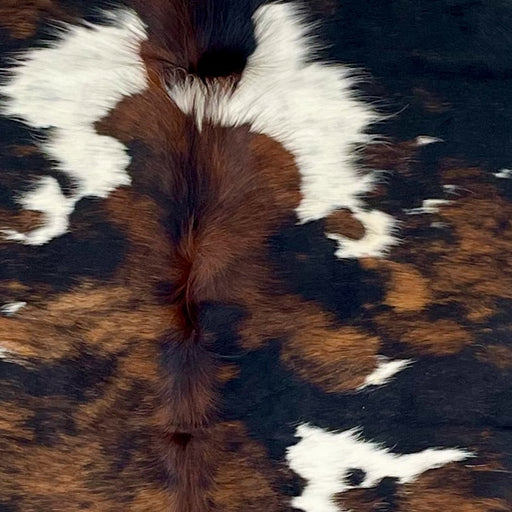Closeup of this Colombian Tricolor Cowhide, showing a brown and black, brindle pattern and small and large, white spots (COTR1467)
