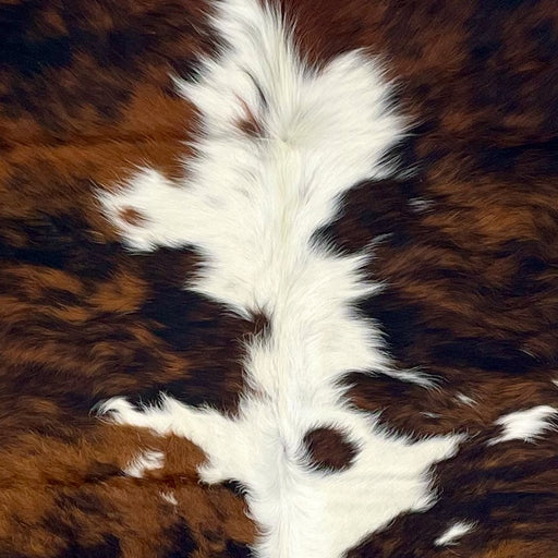 Closeup of this Large Colombian Tricolor Cowhide, showing white and off-white with a brown and black, brindle pattern down both sides of the back (COTR1468)