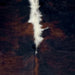 Closeup of this Large Colombian Dark Tricolor Cowhide, showing a black and reddish brown, brindle pattern, and white down part of the spine (COTR1469)