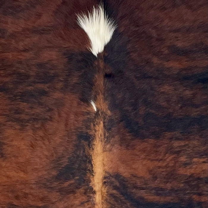 Closeup of this Colombian Tricolor Cowhide, showing a reddish brown and black, brindle pattern, a white spot on the spine (COTR1470)