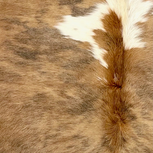 Closeup of this Colombian Tricolor Cowhide, showing light brown with faint, black, brindle markings, and one white spot down the middle (COTR1471)