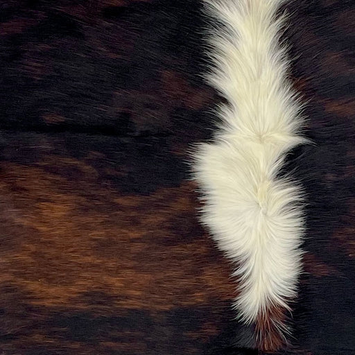 closeup of this Large Colombian Dark Tricolor Cowhide, showing black with reddish brown, brindle markings, and white, longer hair down the middle of the shoulder (COTR1472)