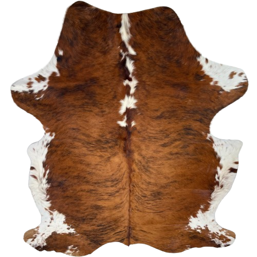 Large Colombian Tricolor Cowhide: has a brown and black, brindle pattern, white spots down the middle of the shoulder, and white with brown speckles and spots on the belly and shanks - 7'11" x 5'6" (COTR1473)