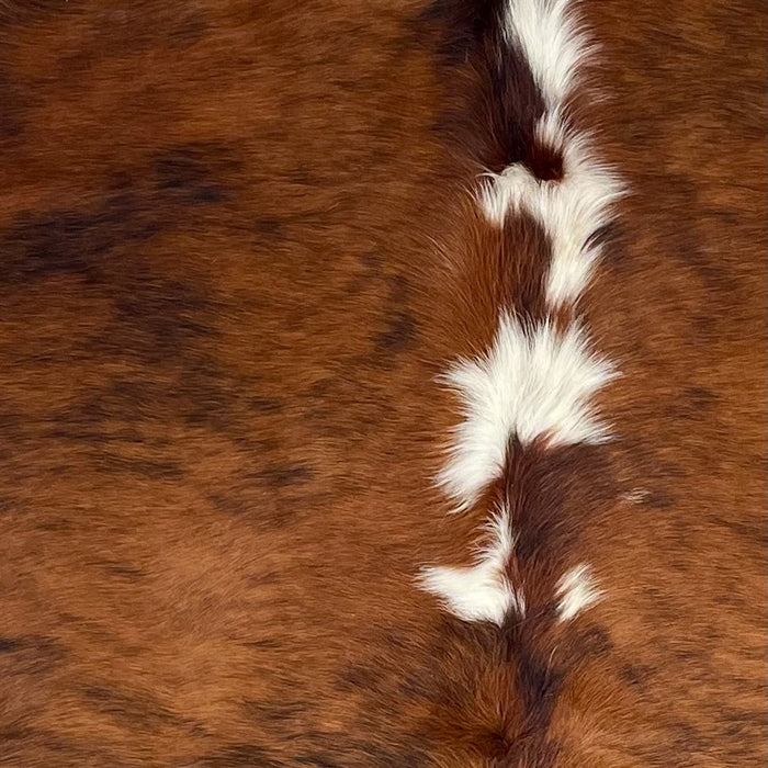 Closeup of this Large Colombian Tricolor Cowhide, showing a brown and black, brindle pattern, and white spots down the middle of the shoulder (COTR1473)
