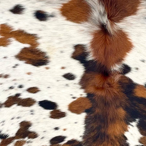 Closeup of this Colombian Speckled Tricolor Cowhide, showing white with reddish brown and black speckles and spots, and longer hair down the spine  (COTR1474)