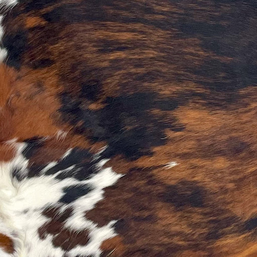 Closeup of this Large Colombian Tricolor Cowhide, showing a black and brown, brindle pattern, and white with brown and black spots on the belly (COTR1476)