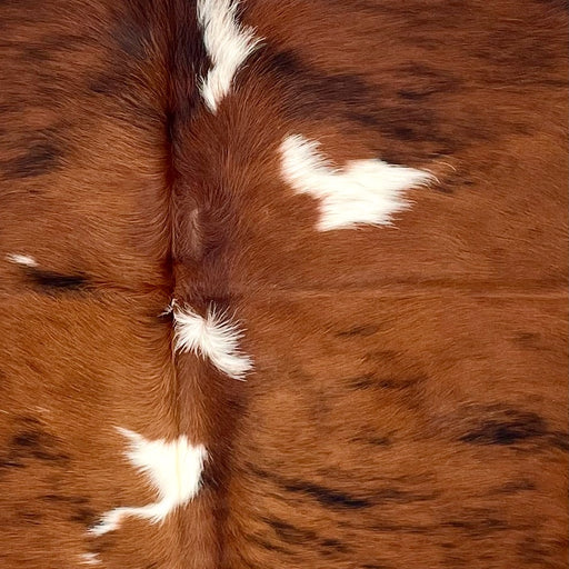 Closeup of this Large Tricolor Colombian Cowhide, showing reddish brown with black, brindle markings, and a few white spots (COTR1478)