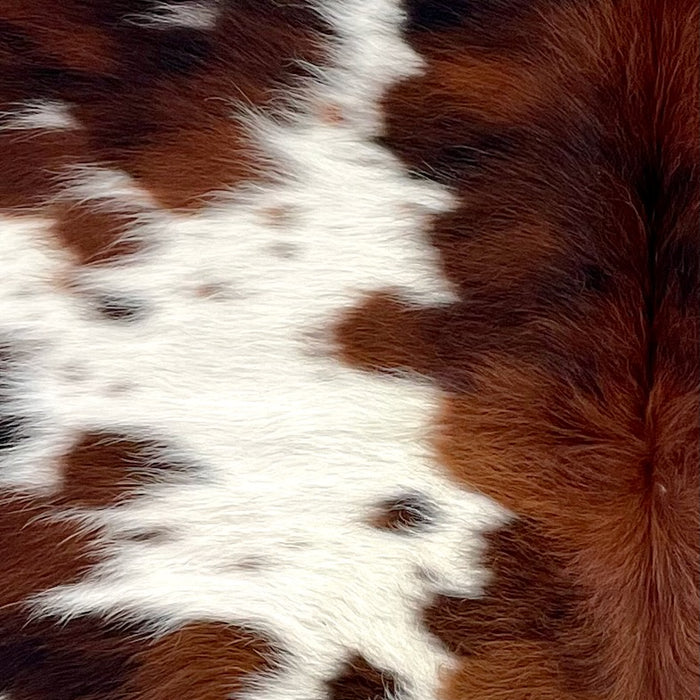 Closeup of this Colombian Speckled Tricolor Cowhide, showing long hair that is white with red brown and black spots and speckles (COTR1489)