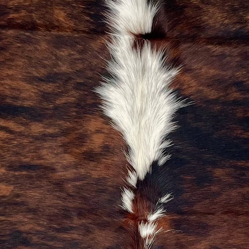 Closeup of this Colombian Tricolor Cowhide, showing a mix of black and reddish brown, and longer white hair down part of the spine (COTR1496)