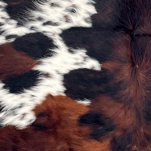 Closeup of this Colombian Tricolor Cowhide, showing long hair that is a mix of black and red brown, and white spots that have black and brown spots  (COTR1497)