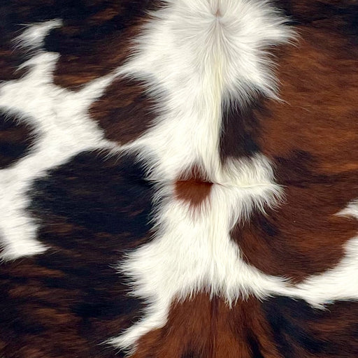 Closeup of this Colombian Tricolor Cowhide, showing white with large and small spots that have a reddish brown and black, brindle pattern, and longer hair down the spine (COTR1498)