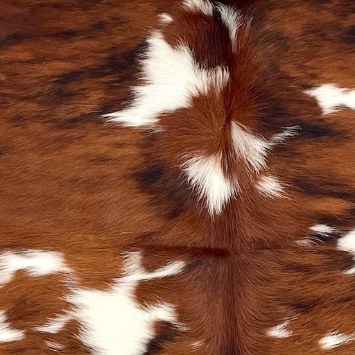 Closeup of this Colombian Tricolor Cowhide, showing white with large and small spots that have a reddish brown and black, brindle pattern (COTR1499)