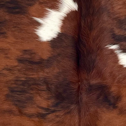 Closeup of this Colombian Tricolor Cowhide, showing red brown with black, brindle markings, a few small, white spots  (COTR1500)