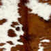 Closeup of this Colombian Tricolor Cowhide, showing white with small and large, brown spots, some having a mix of brown and black (COTR1503)
