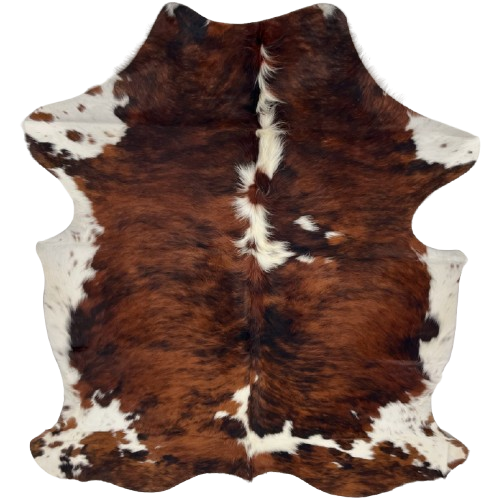 Colombian Tricolor Cowhide: has a reddish brown and black, brindle pattern, a few white spots down the middle, white on the belly and part of the shanks, and longer hair down the spine - 6'2" x 4'9" (COTR1504)