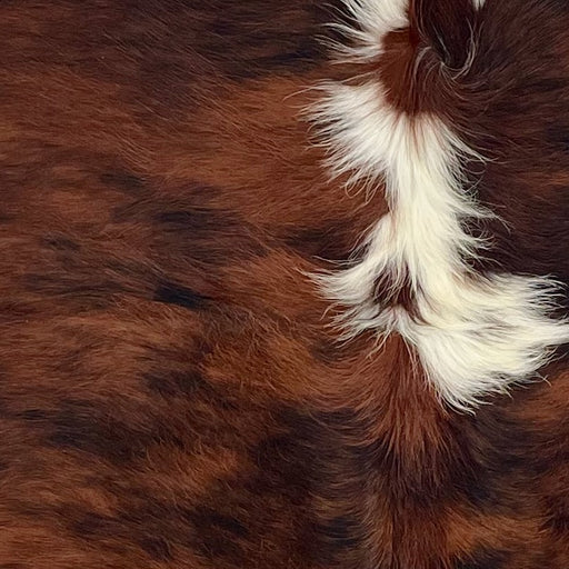 Closeup of this Colombian Tricolor Cowhide, showing a reddish brown and black, brindle pattern, a few white spots down the middle, and longer hair down the spine (COTR1504)