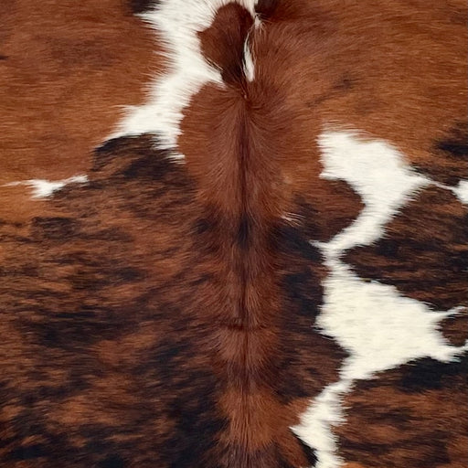 Closeup of this XL Colombian Tricolor Cowhide, showing a reddish brown and black, brindle pattern, and large and small, white spots (COTR1526)
