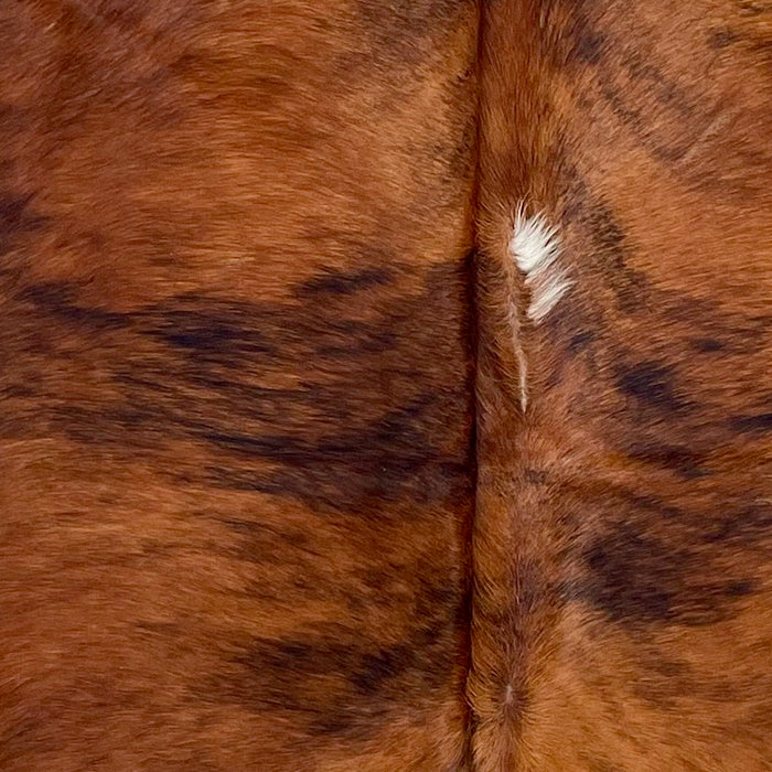 Closeup of this Large Colombian Tricolor Cowhide, showing a reddish brown and black, brindle cowhide, and a white spot down the middle (COTR1527)