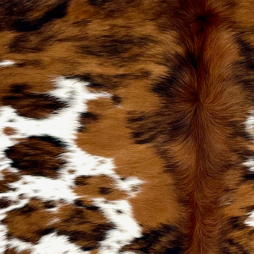 Closeup of this Colombian Speckled Tricolor Cowhide, showing white with reddish brown and black speckles, large and small spots with a mix of reddish brown and black, and longer hair down the spine (COTR1529)