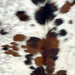 Closeup of this Colombian Tricolor Speckled Cowhide, showing white with brown and black speckles and spots  (COTR1531)