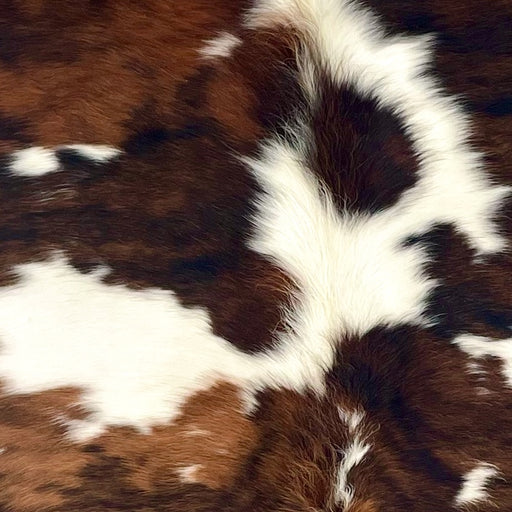 Closeup of this Large Colombian Tricolor Cowhide, showing off-white with large and small spots with a mix of medium brown, reddish brown, and black, and long hair down the spine (COTR1539)