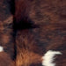 Closeup of this Colombian Tricolor Cowhide, showing a mix of reddish brown and black, and two small, white spots  (COTR1540)